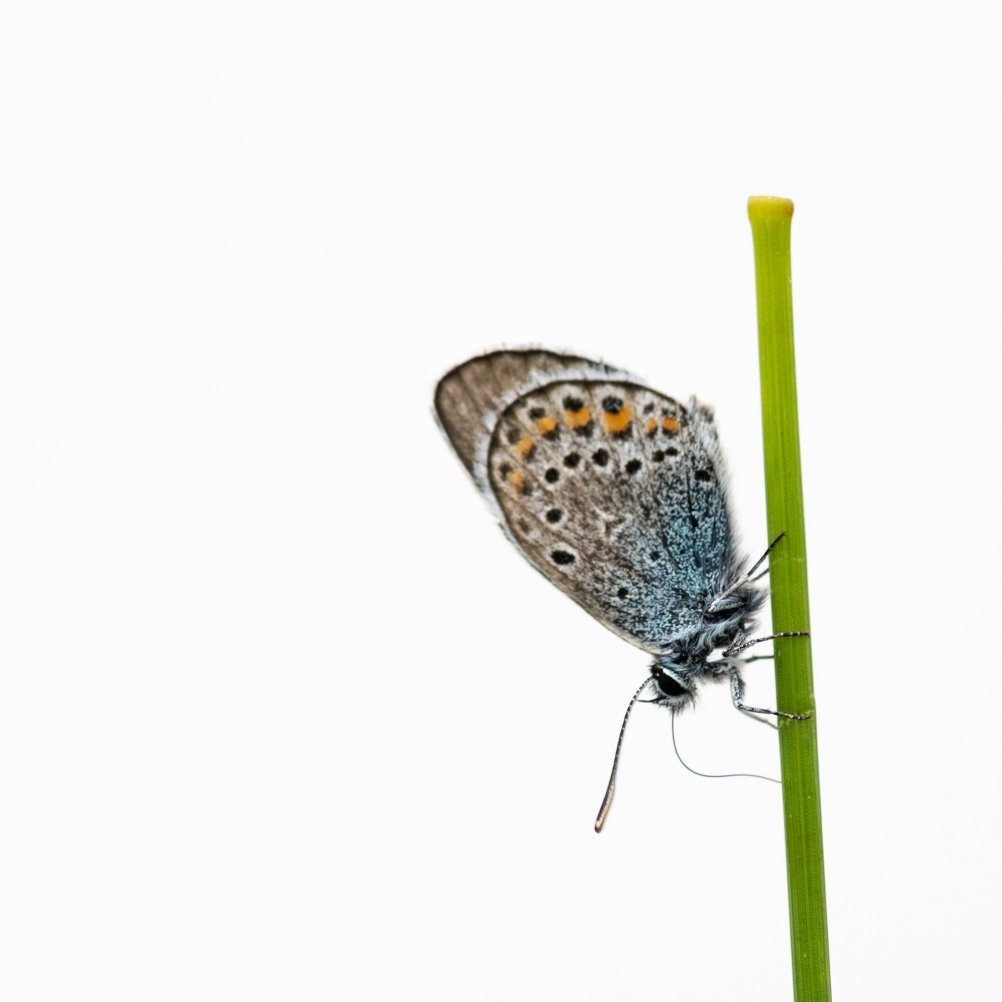 Himmelblauer Bläuling (Lysandra bellargus